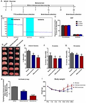 In Search of a Dose: The Functional and Molecular Effects of Exercise on <mark class="highlighted">Post-stroke Rehabilitation</mark> in Rats